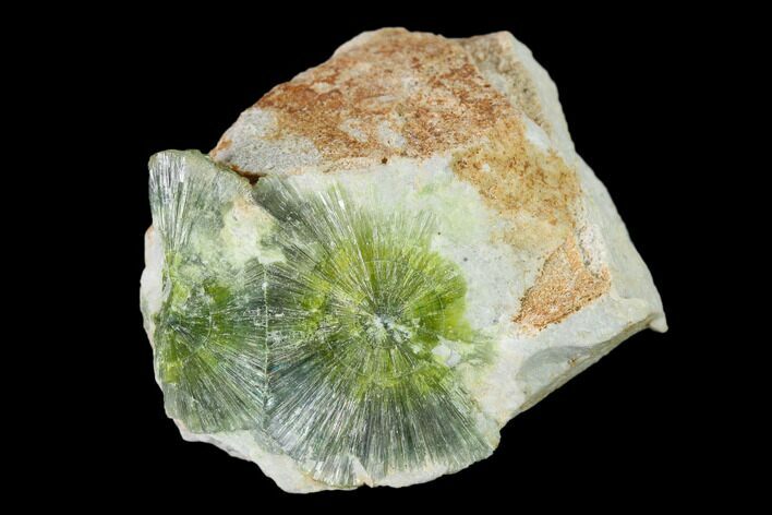 Radiating, Green Wavellite Crystal Aggregation - Arkansas #135944
